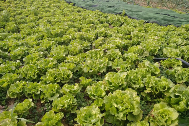 河南省邓州市汲滩镇 调整种植结构 助力乡村振兴