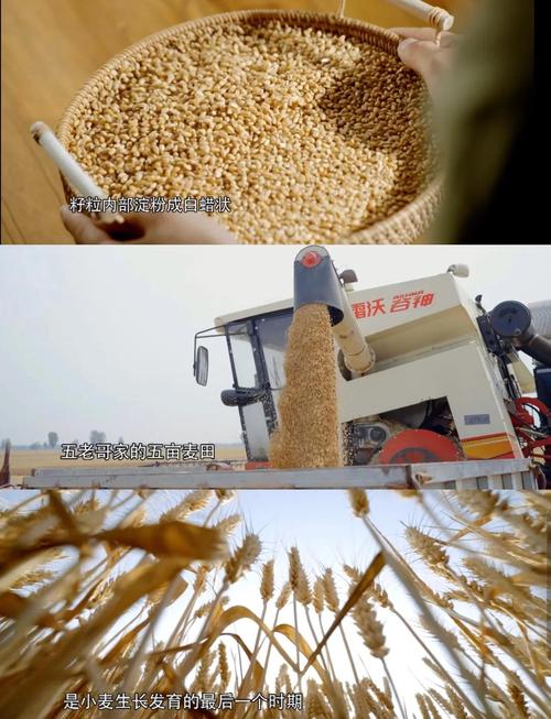 8种农作物种植全揭秘,美食背后的故事!