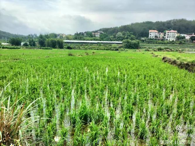 武平西山灵通仙人凹农作物种植基地花絮